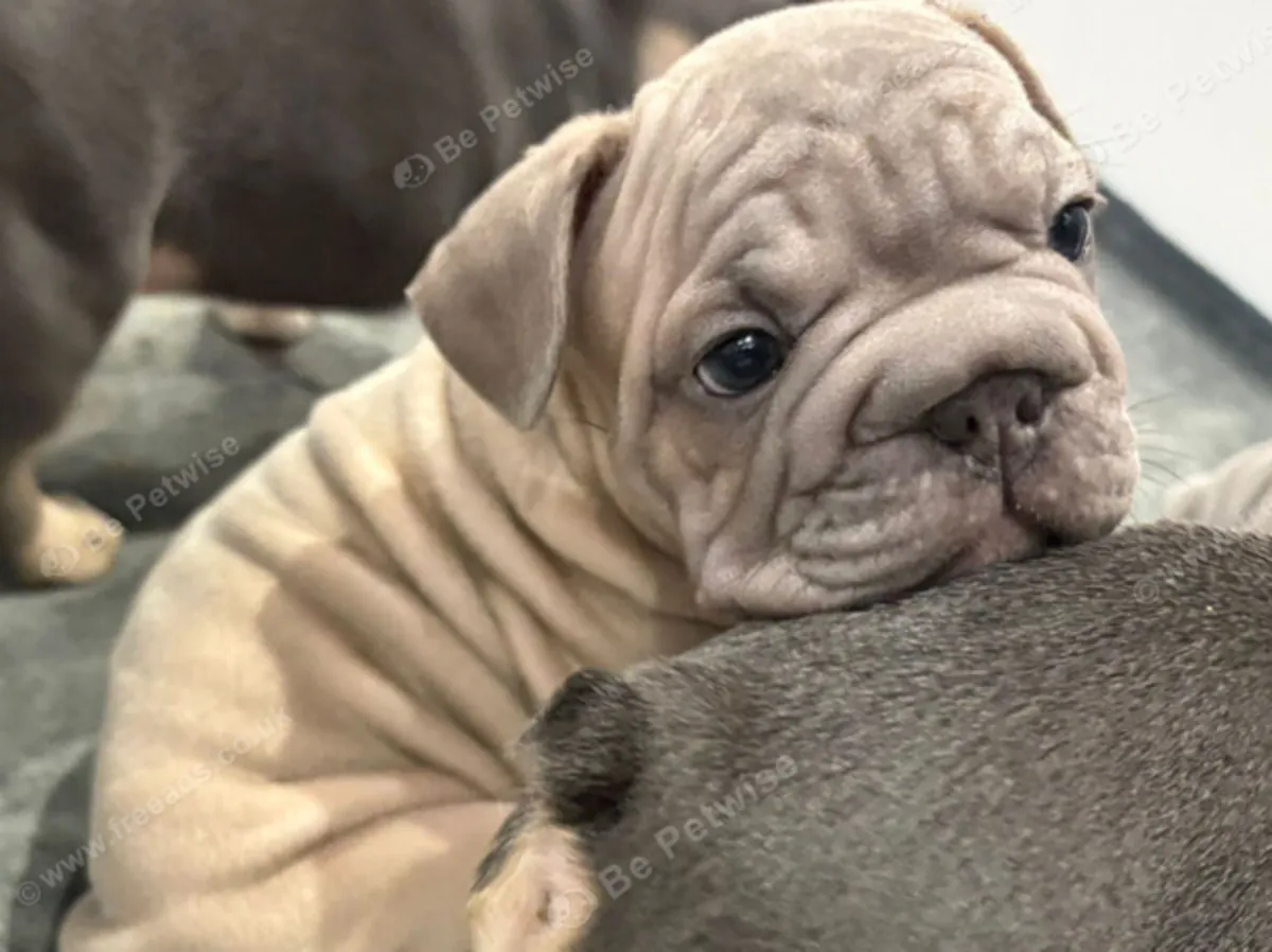 Superbes chiots Bulldog Français disponibles : jacobmatirns@gmail.com
