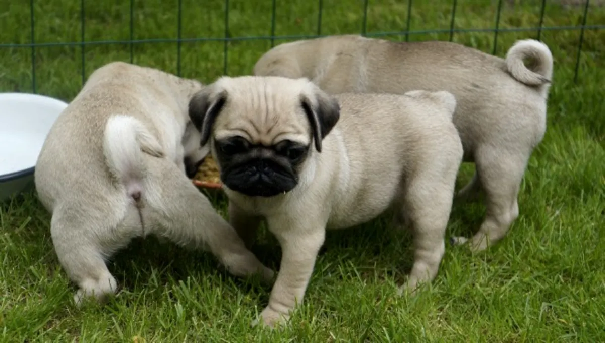 Nellie dişi pug : jacobmatirns@gmail.com