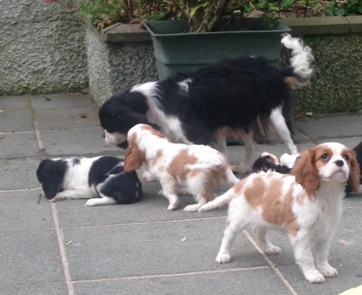 Cavalier kingcharles son bhleming erkek: jacobmatirns@gmail.com