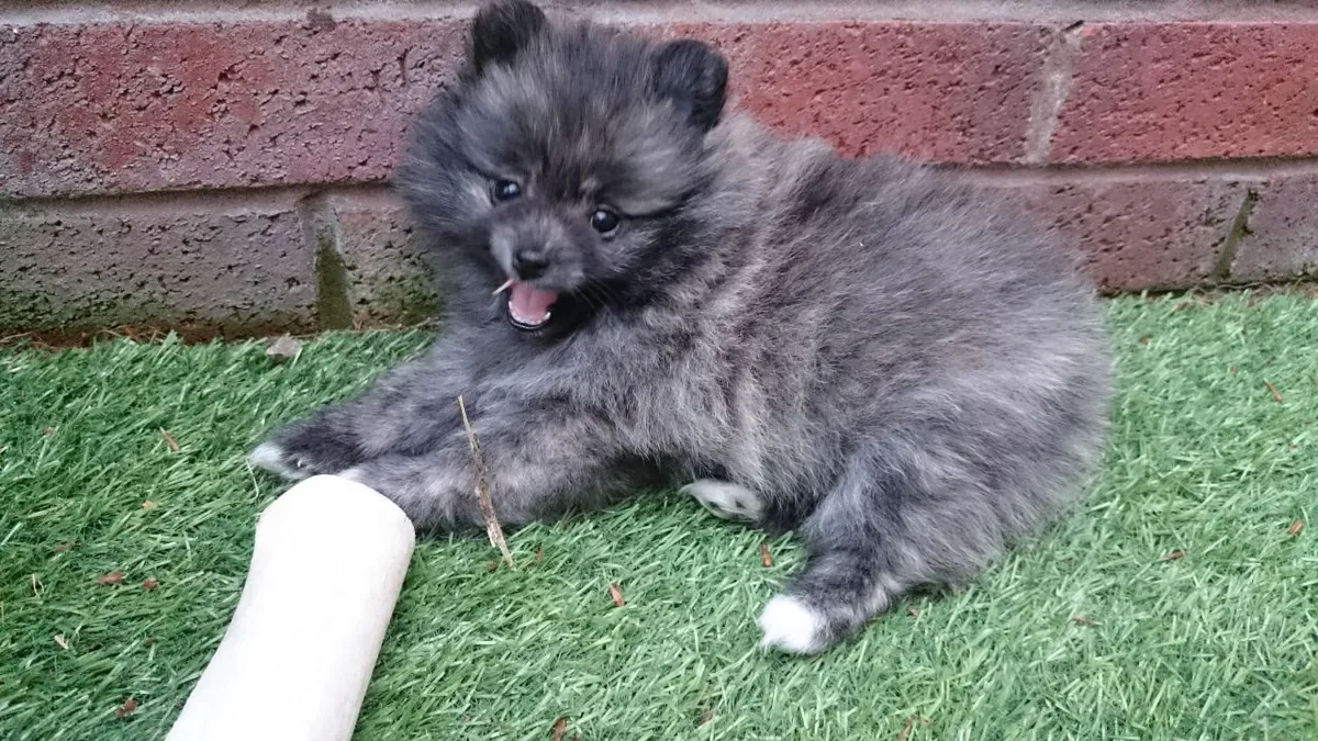 Chiots Pomeranian enregistrés KC : jacobmatirns@gmail.com