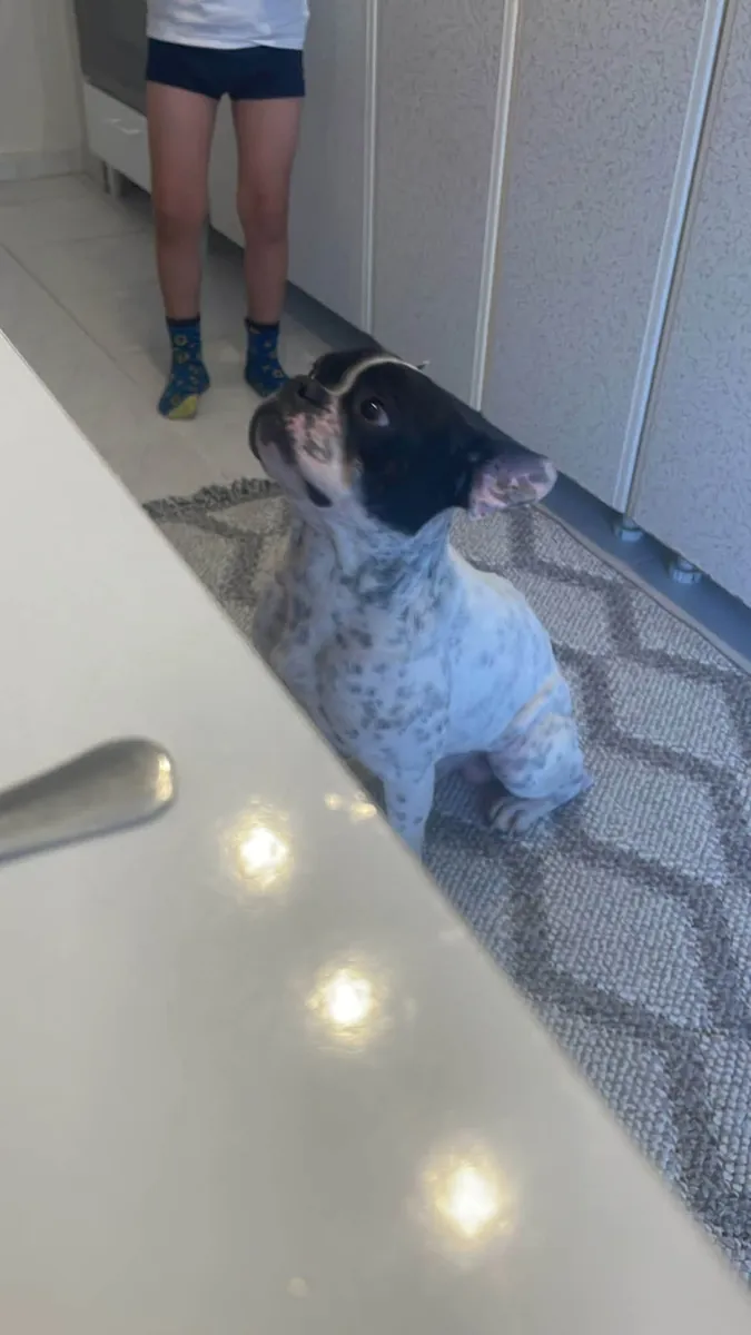 Bulldog Français Gratuit