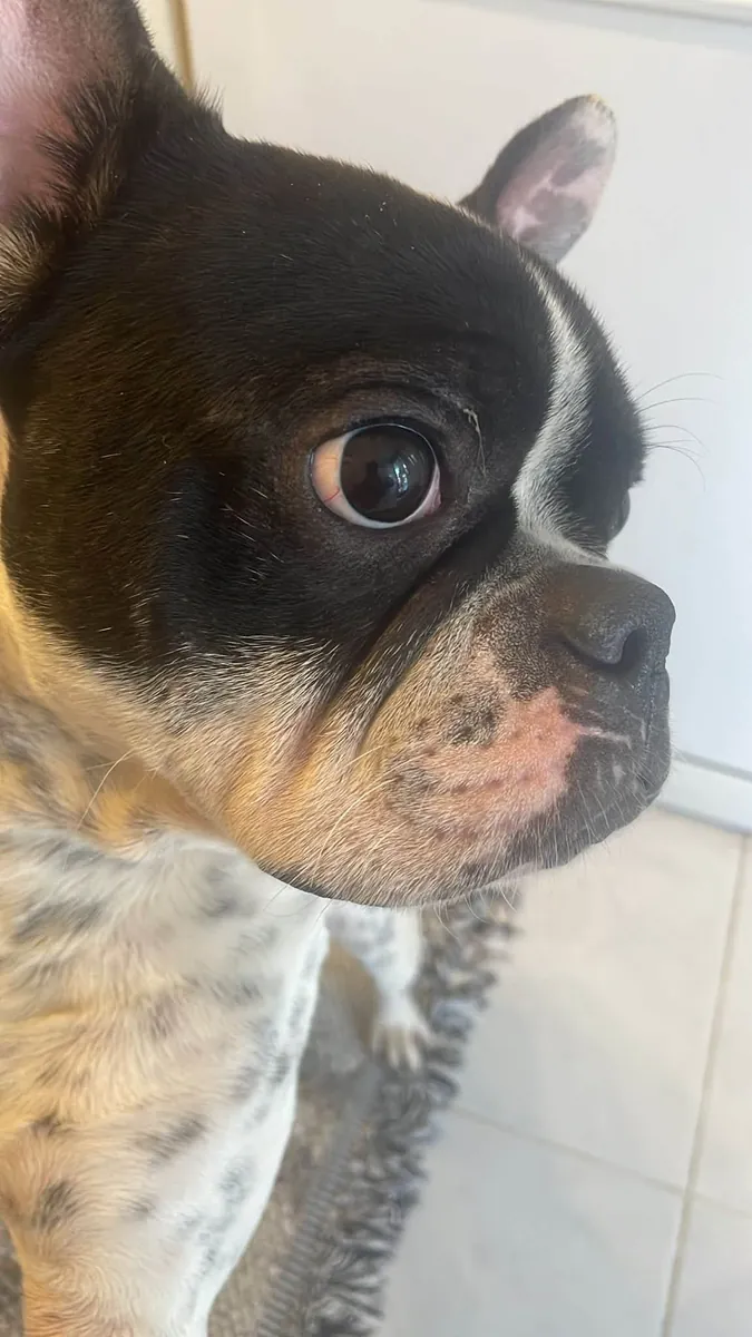 Bulldog Français Gratuit