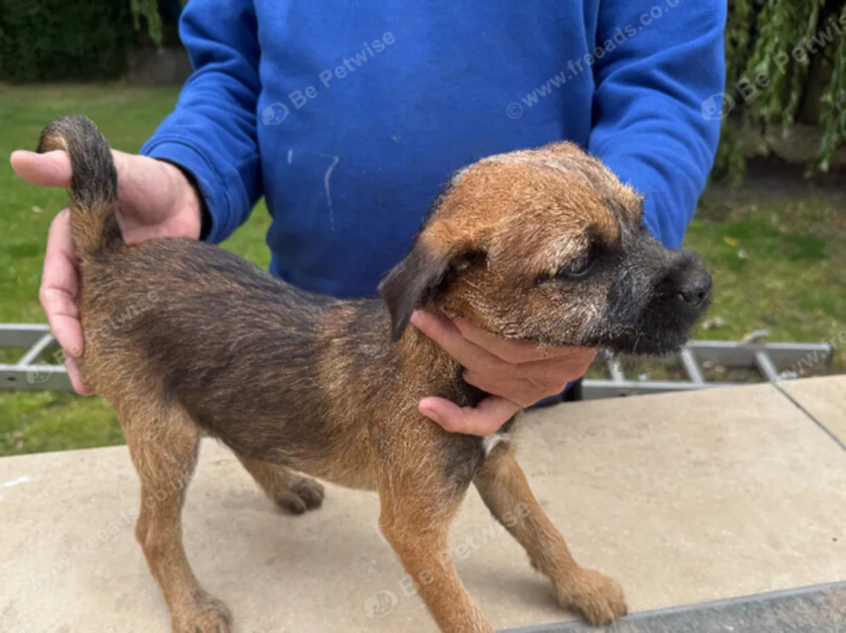 Sınır terrier köpeği : jacobmatirns@gmail.com