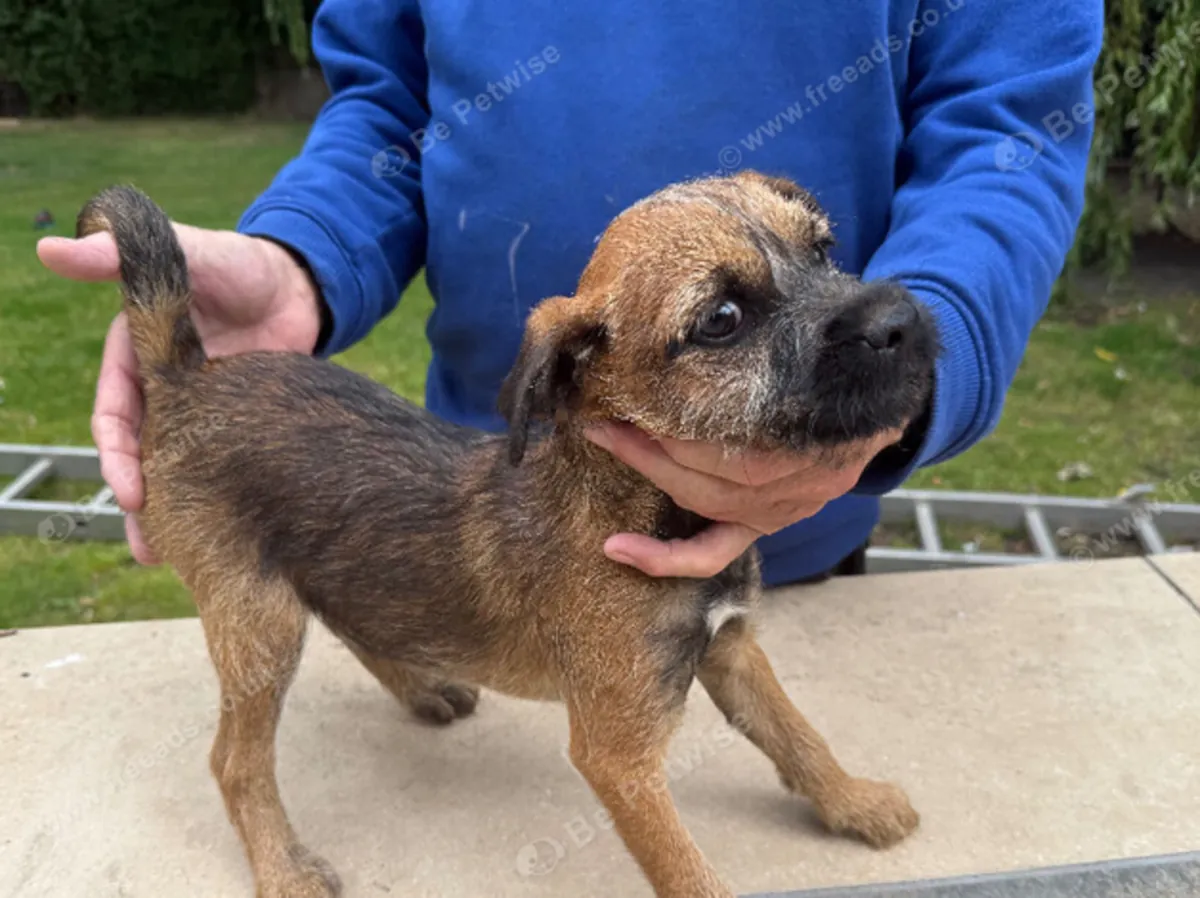 Sınır terrier köpeği : jacobmatirns@gmail.com