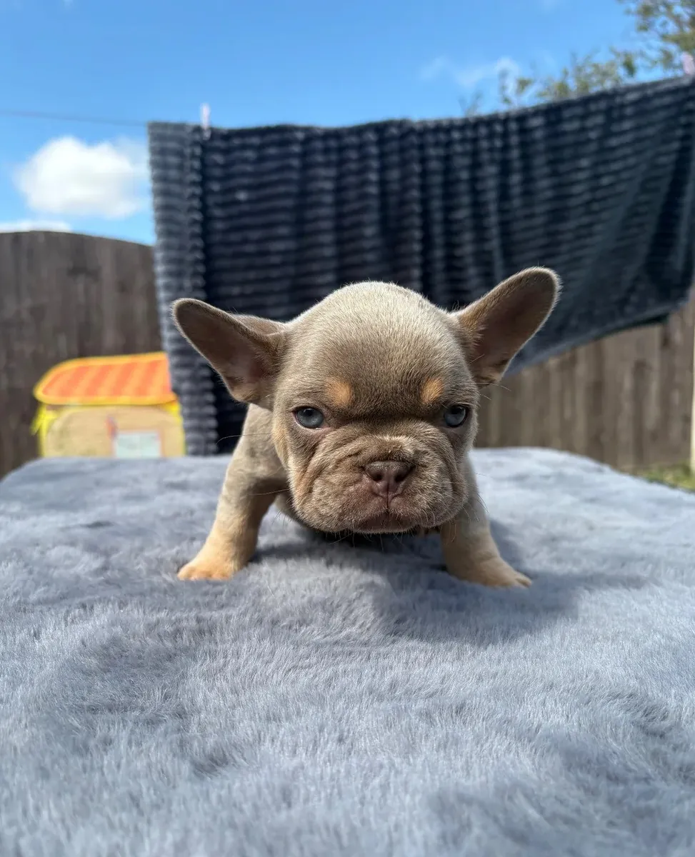 Chiots Bulldog Français enregistrés