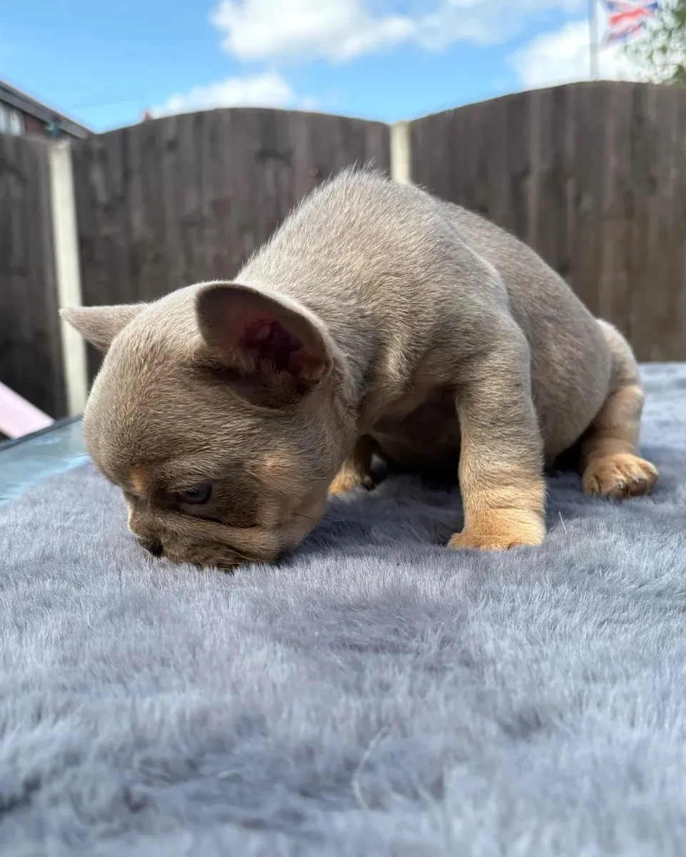 Chiots Bulldog Français enregistrés