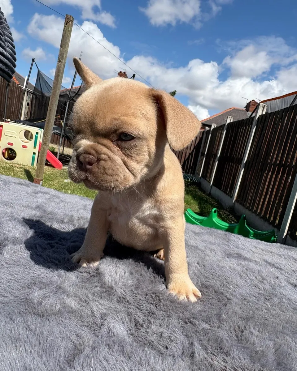 Superbes chiots Bulldog Français