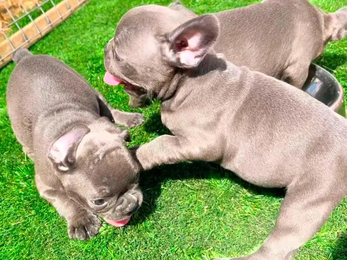 Well-socialized French Bulldogs