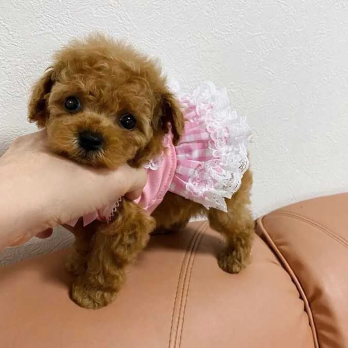 Chiots Poodle de race pure