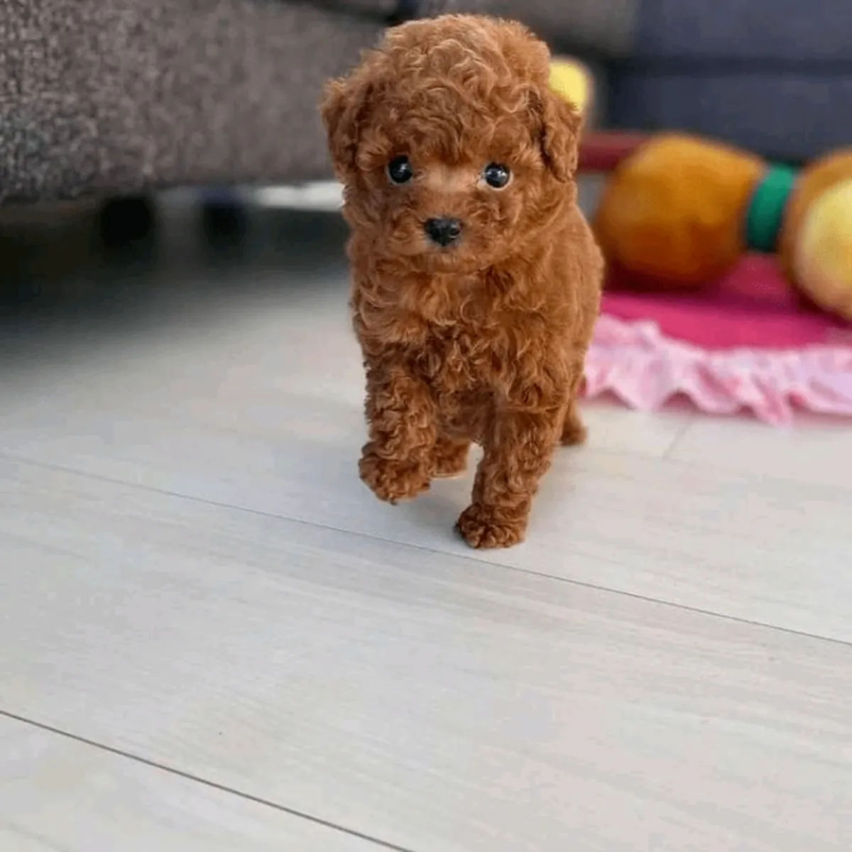 Chiots Poodle de race pure