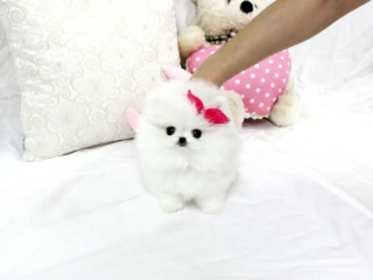 Chiots Pomeraniens à Réhommer