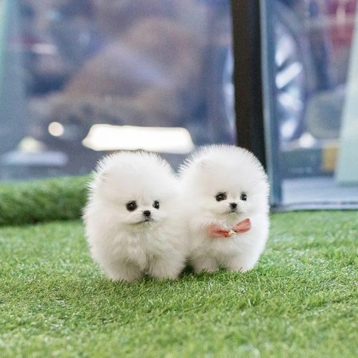 Chiots Pomeraniens à Réhommer