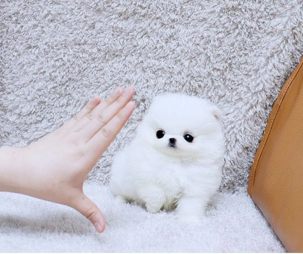 Chiots Pomeraniens à Réhommer