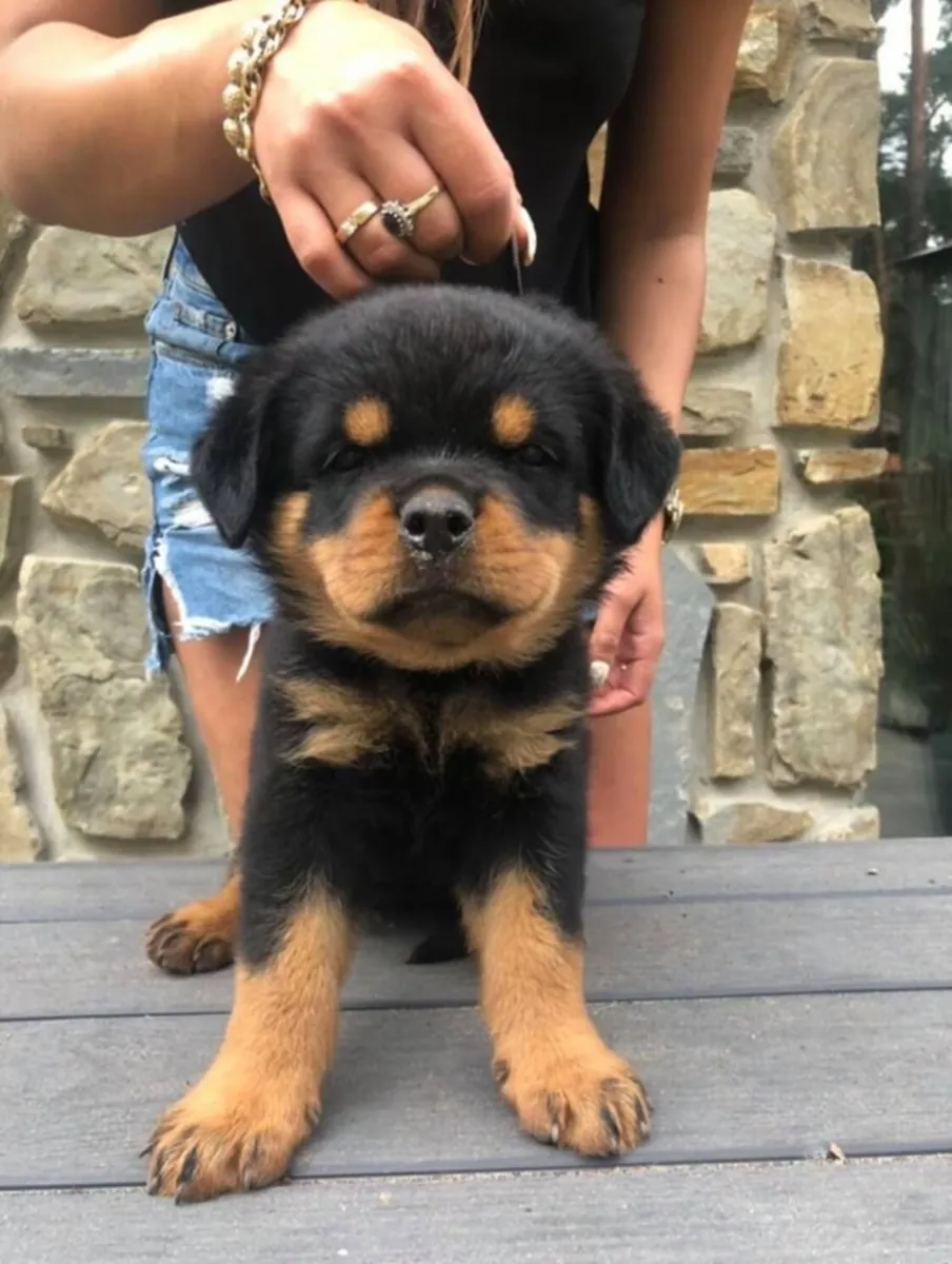 Chiots Rottweiler de haute qualité