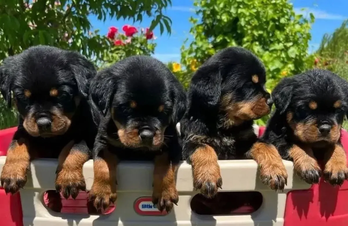 Chiots Rottweiler de haute qualité