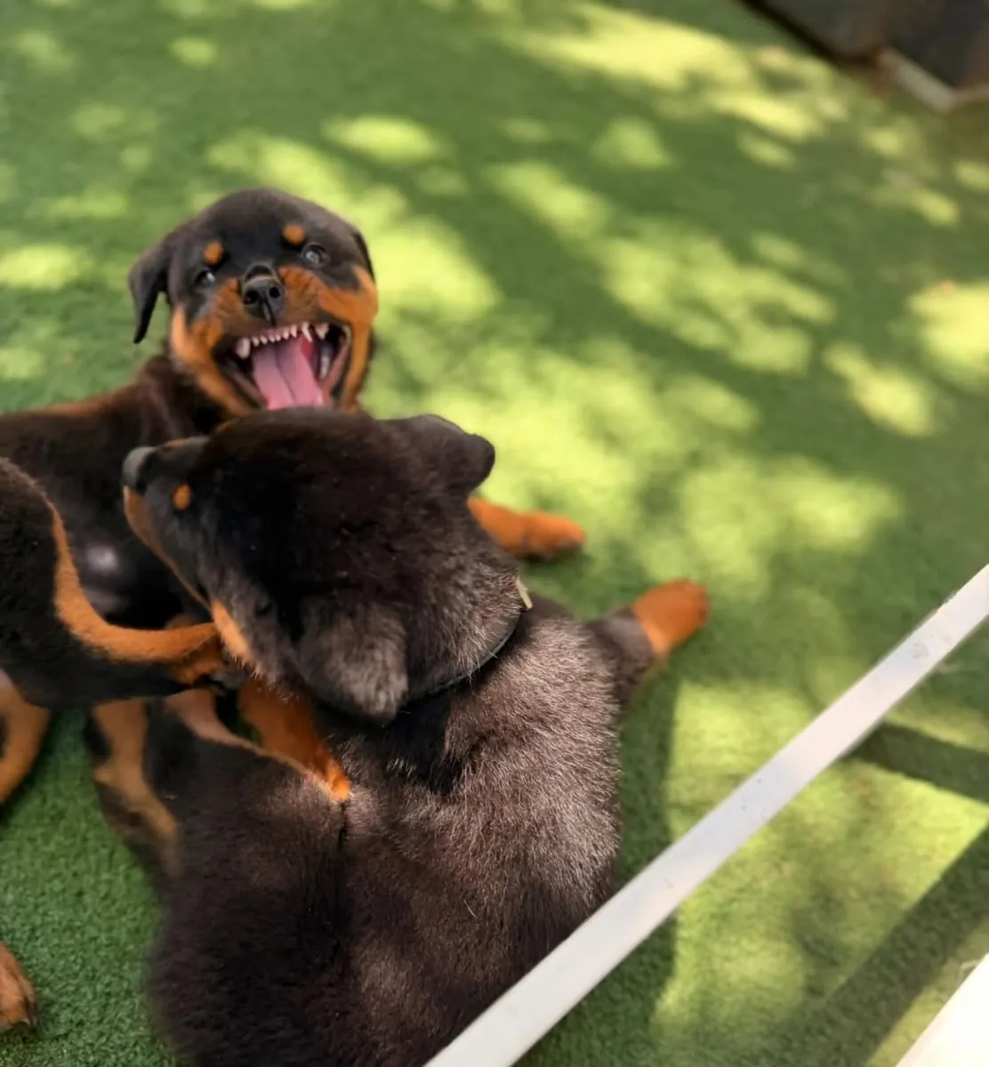 Chiots Rottweiler de haute qualité