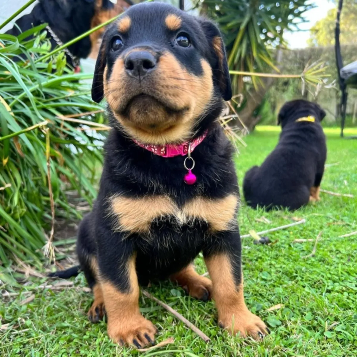 Chiots Rottweiler de haute qualité