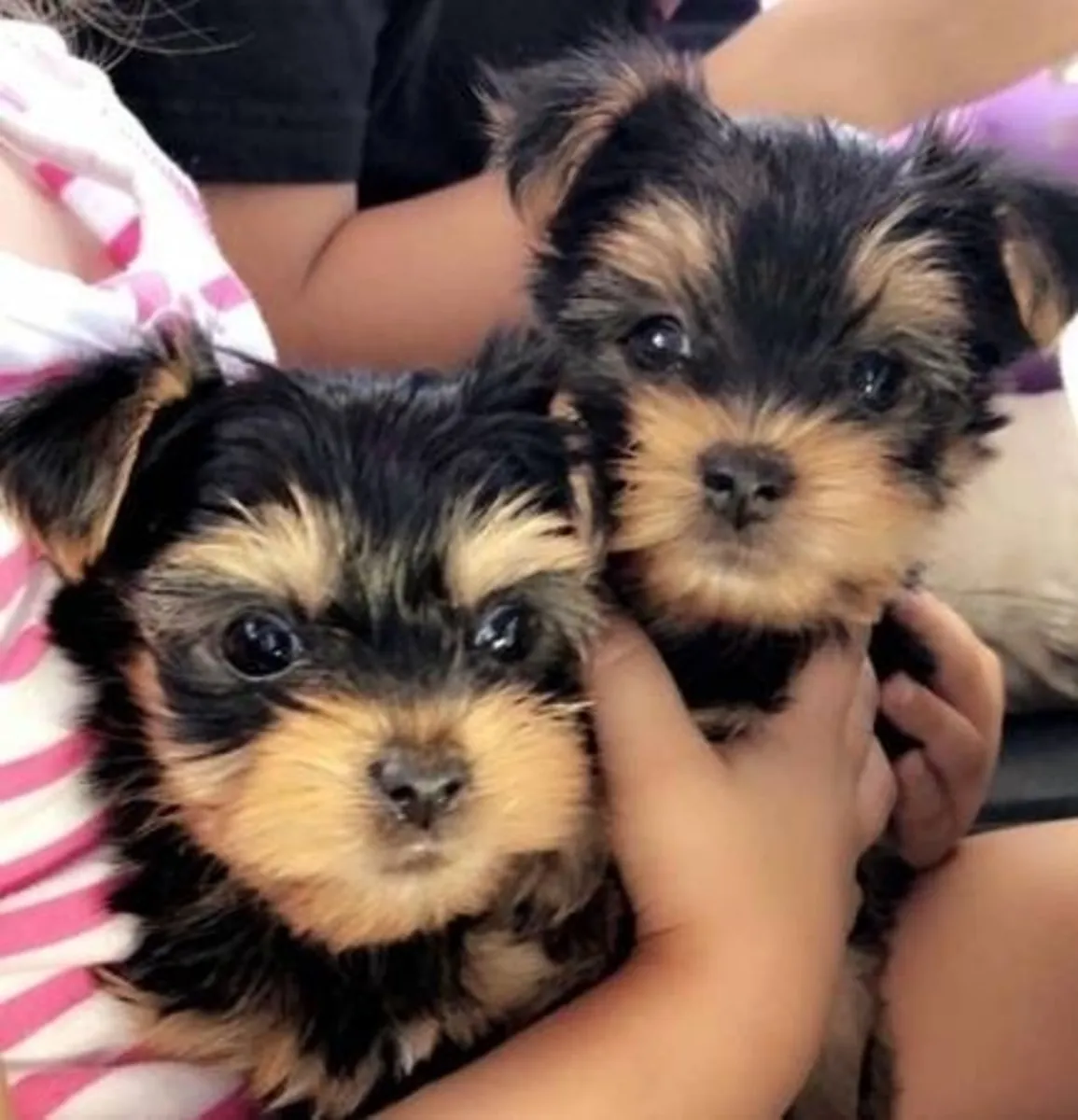 Chiots Yorkie Mâles et Femelles
