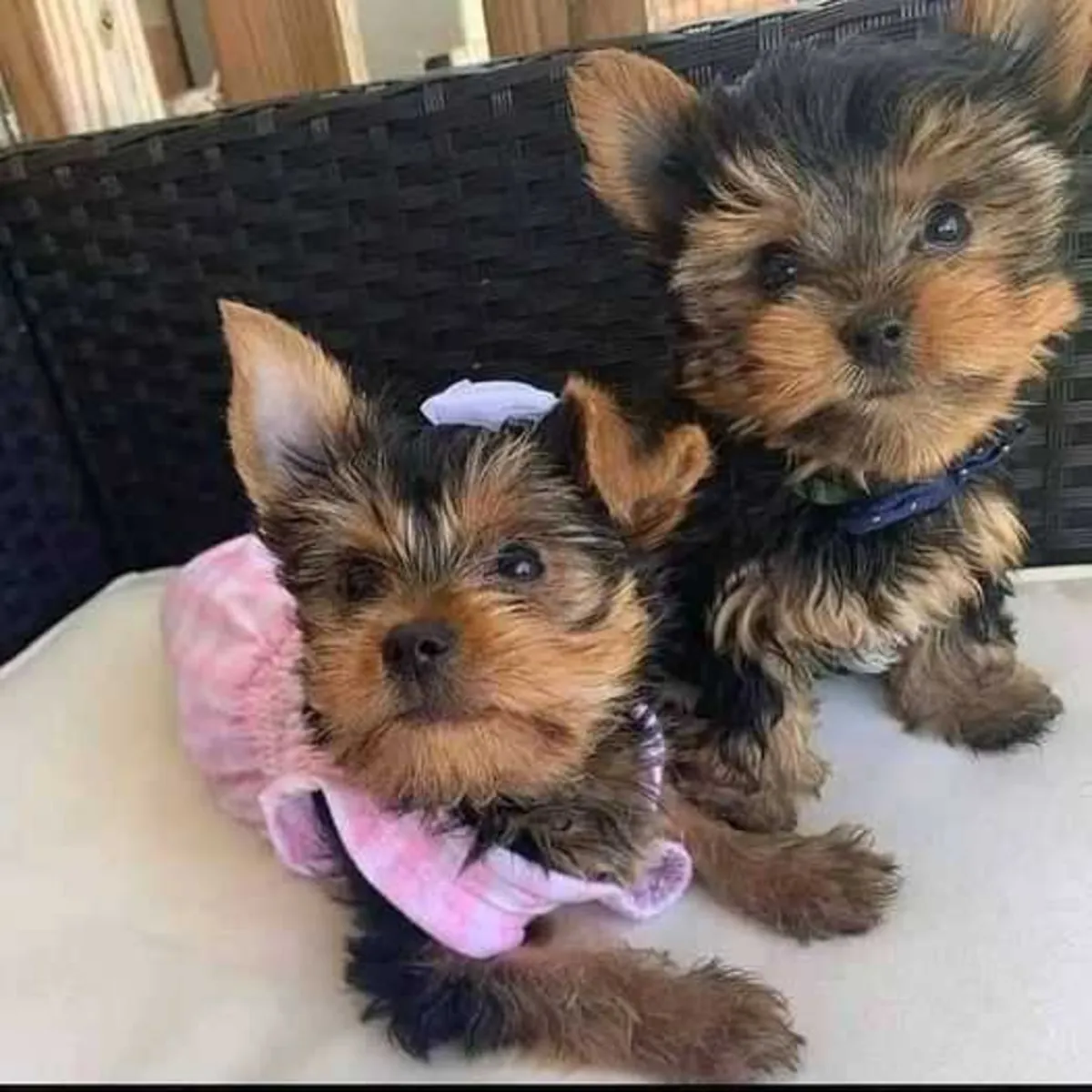 Chiots Yorkie Mâles et Femelles