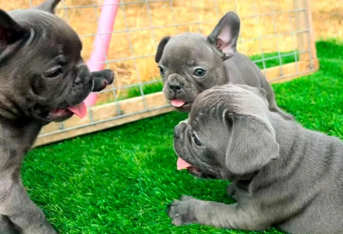 Bouledogue Français à Réhommer