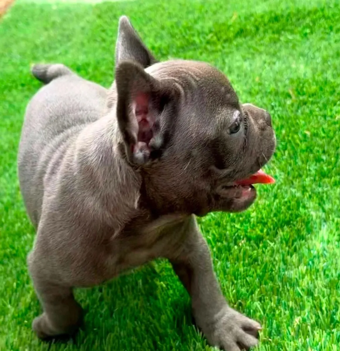 Well trained French Bulldog Pups
