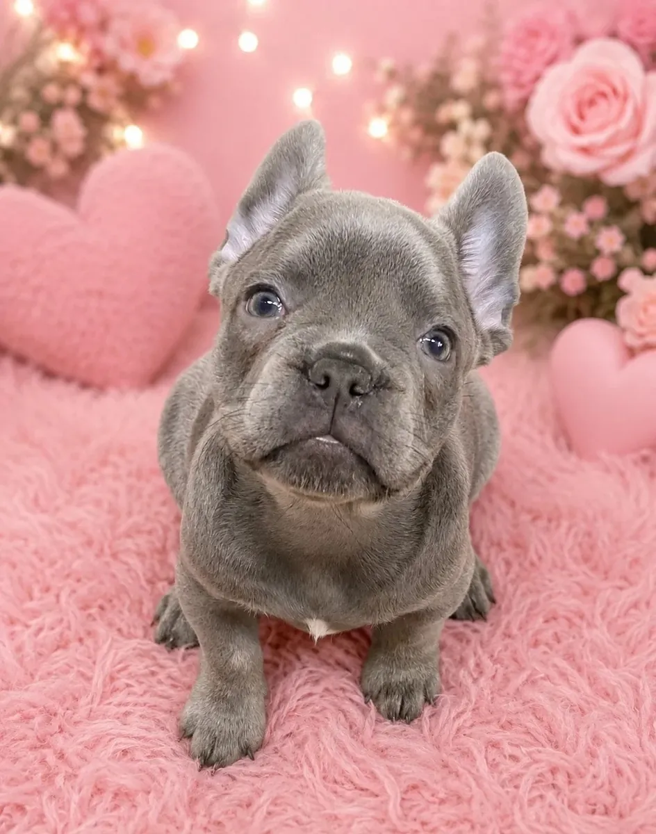 Healthy and Cute French Bulldogs for Adoption