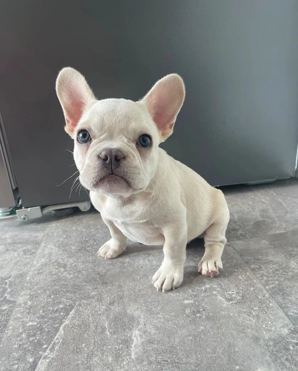 Chiots Bulldog Français Élevés à Domicile