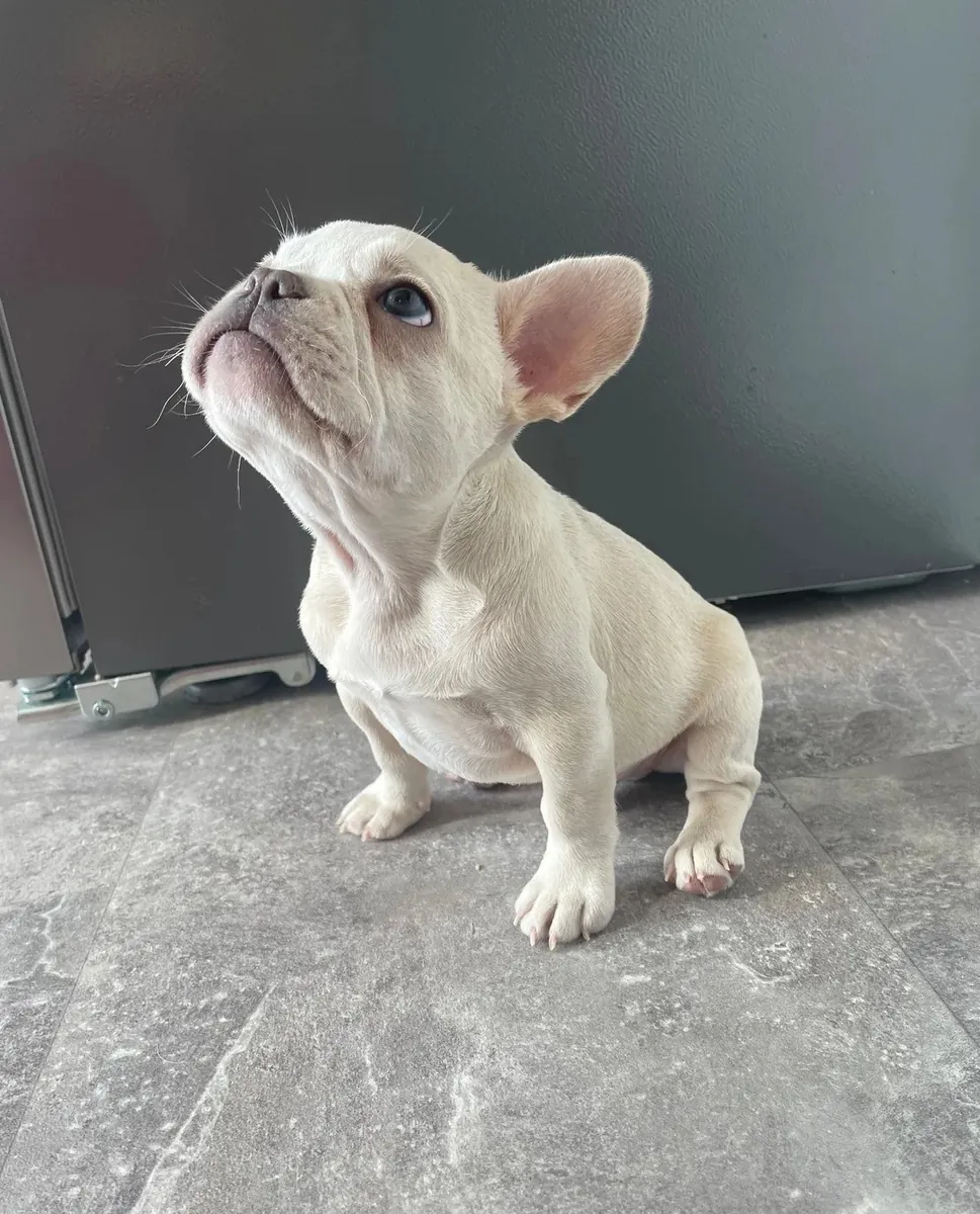 Chiots Bulldog Français Élevés à Domicile