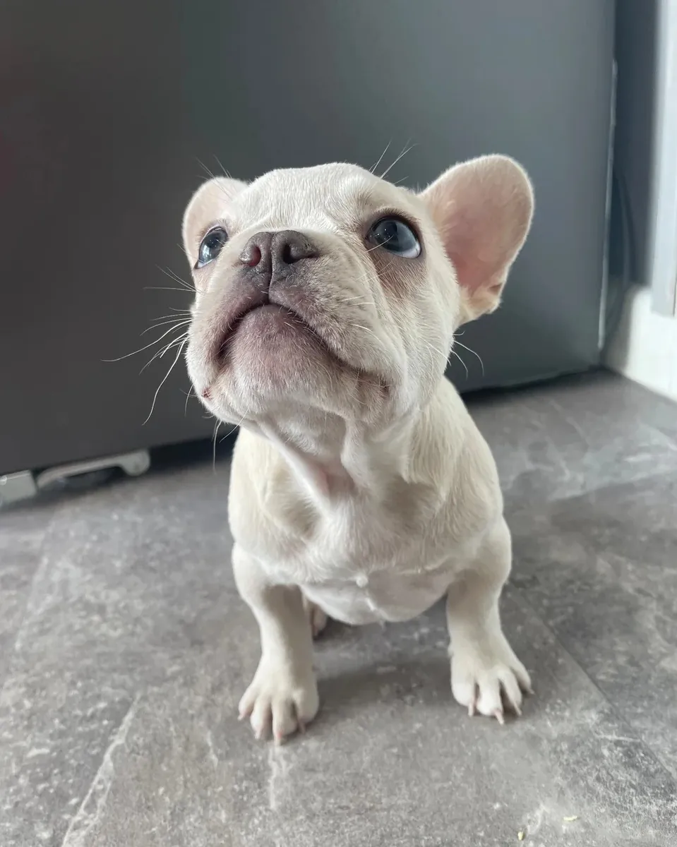 Incroyables chiots Bulldog Français prêts maintenant