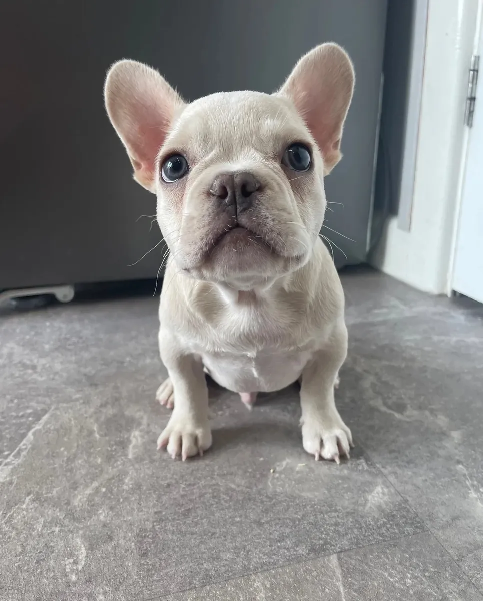 Fransız Bulldog Yavrusu Satılık