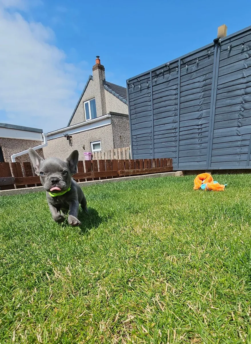 Chiots Bulldog Français Disponibles Maintenant Pour Leur Nouveau Foyer