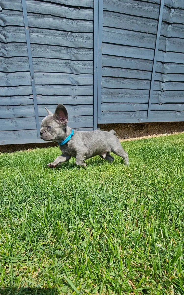Jolis chiots Bulldog Français à adopter