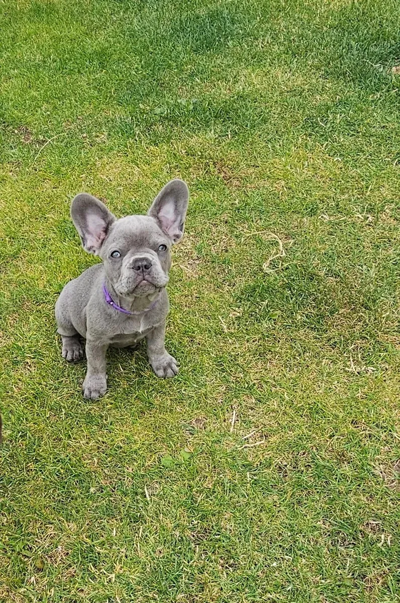 Fransız Bulldogları Artık Tamamen Sizin Olmaya Hazır