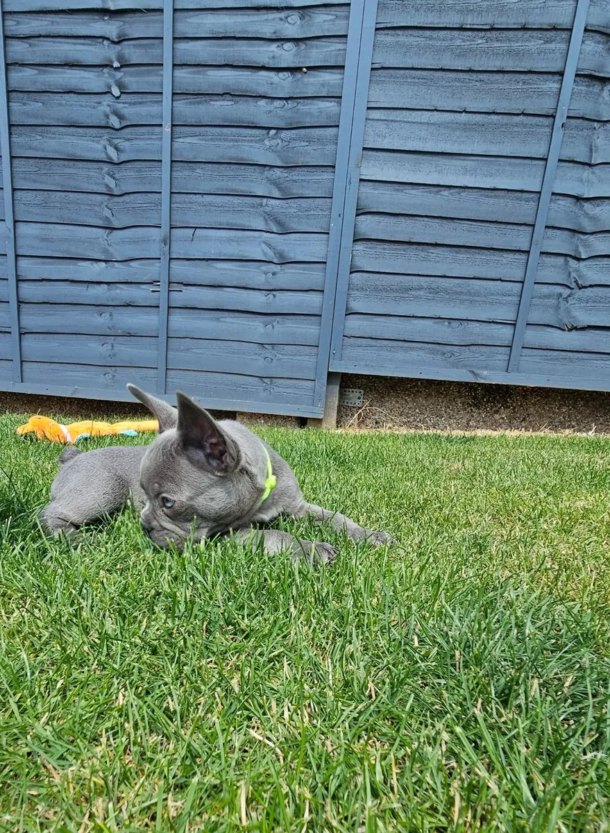Portée de chiots Bulldog Français