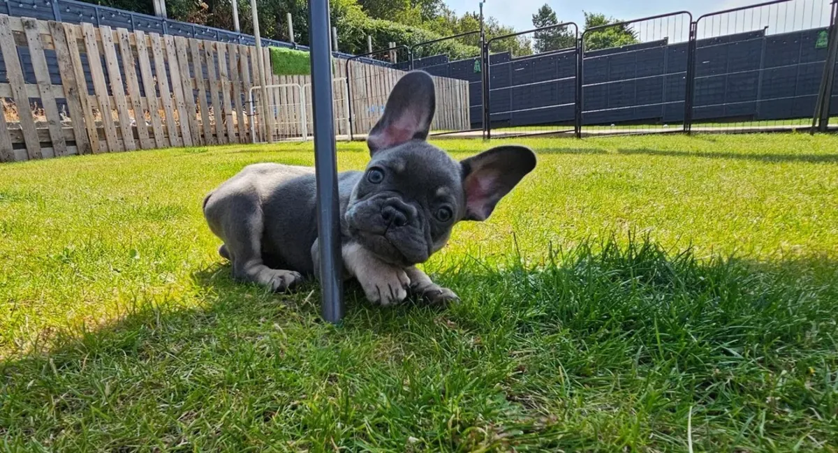 Portée de chiots Bulldog Français