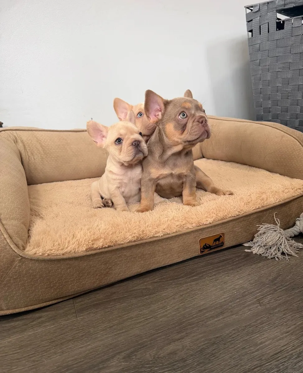 2 chiots Bulldog Français