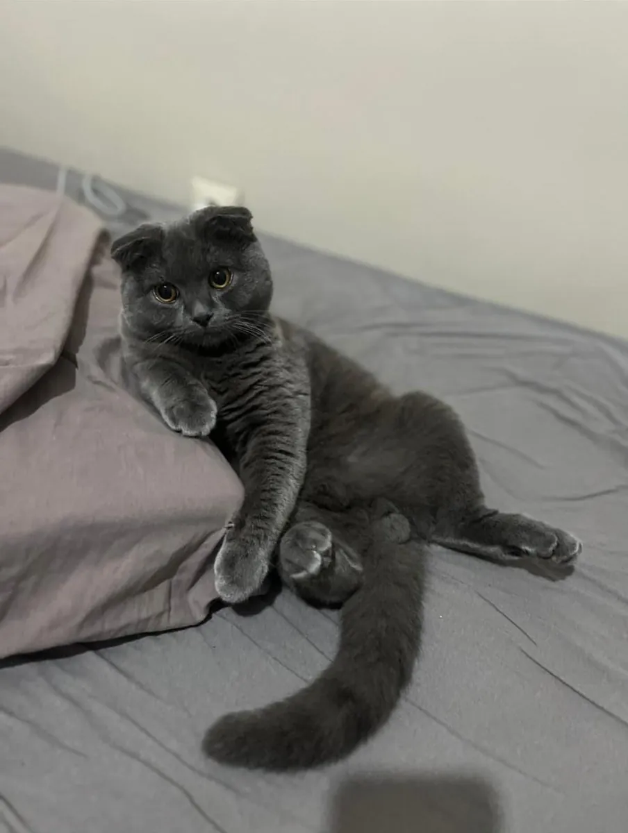 C'est un animal très intelligent, calme et magnifique. Elle a eu cinq petits l'an dernier ; j'aimerais en adopter un.