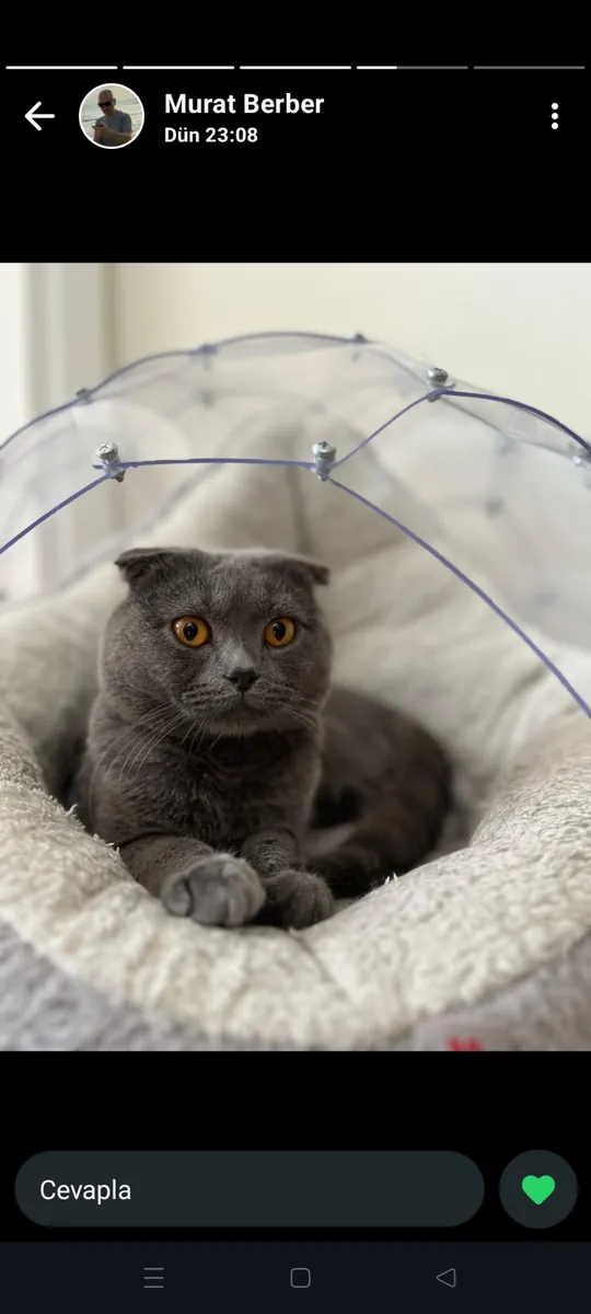 C'est un animal très intelligent, calme et magnifique. Elle a eu cinq petits l'an dernier ; j'aimerais en adopter un.