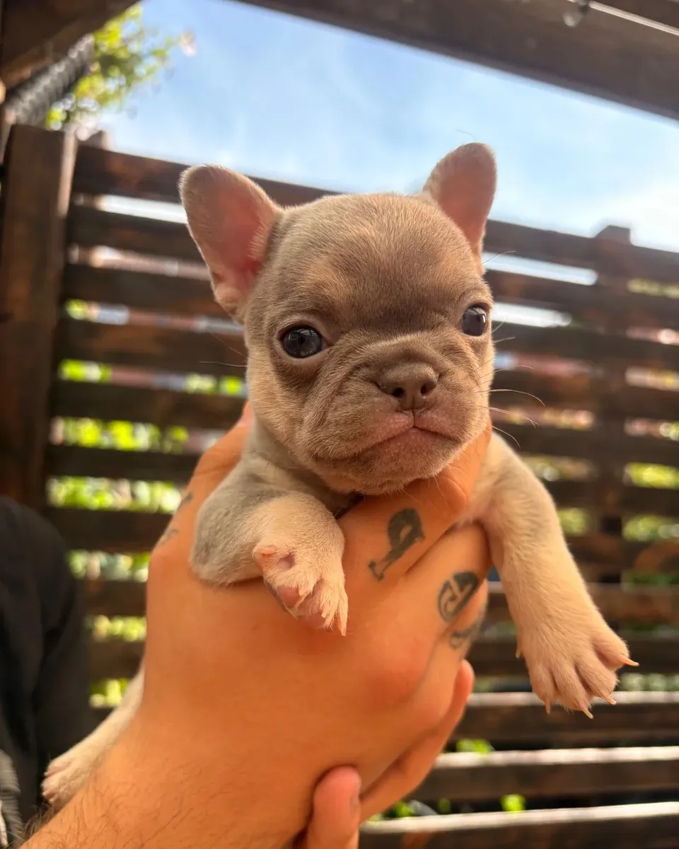 Chiots Bulldog Français Mâle/Femelle à Adopter