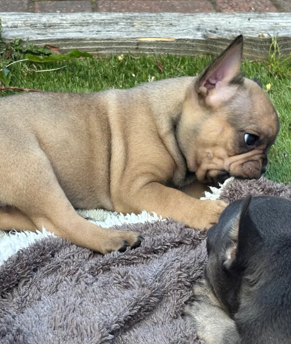 Merveilleux chiot Bulldog Français