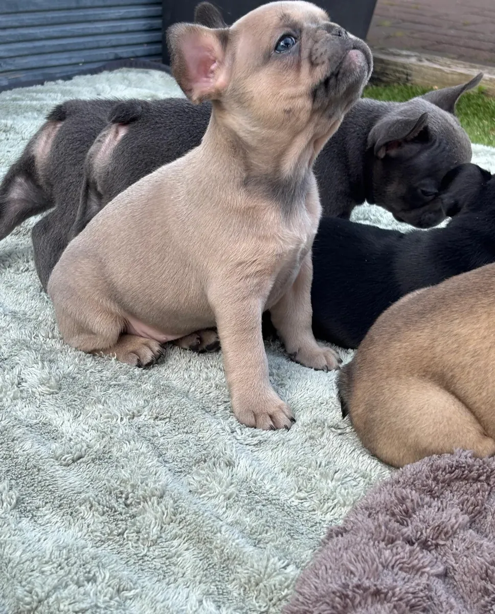 Merveilleux chiots Bulldog Français à adopter