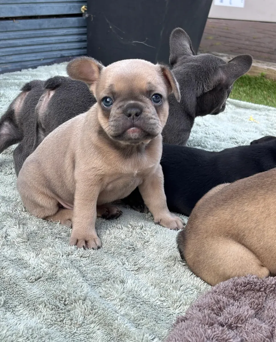 Merveilleux chiots Bulldog Français à adopter