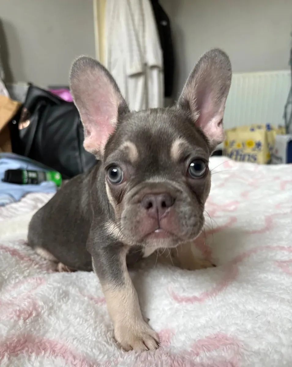 10 Haftalık Fransız Bulldog Yavruları