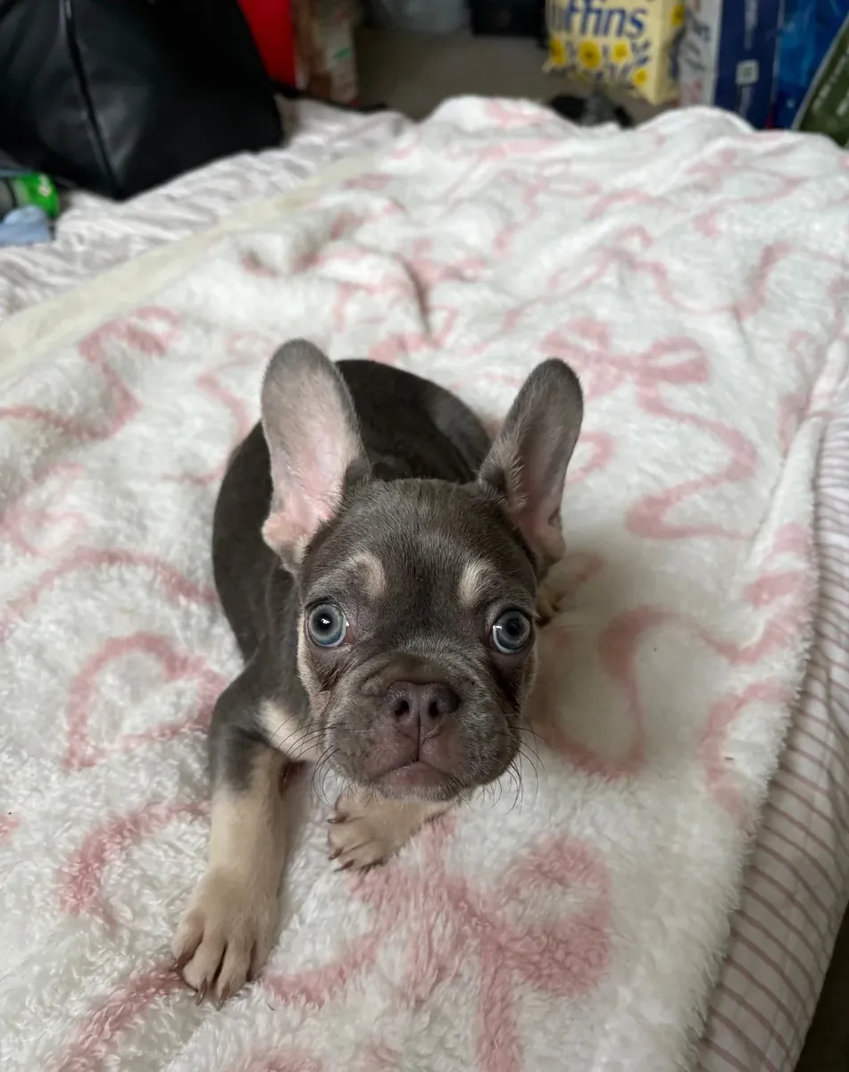 10 Haftalık Fransız Bulldog Yavruları