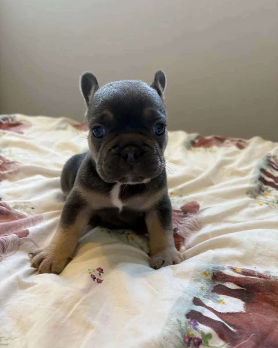 CHIOTS DE BULLDOG FRANÇAIS DE HAUTE QUALITÉ DISPONIBLES