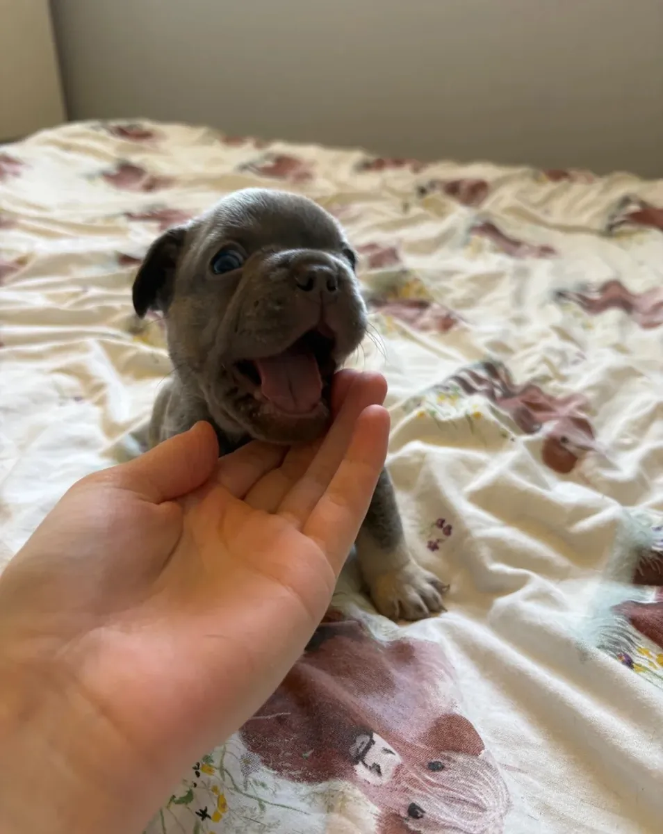 CHIOTS DE BULLDOG FRANÇAIS DE HAUTE QUALITÉ DISPONIBLES