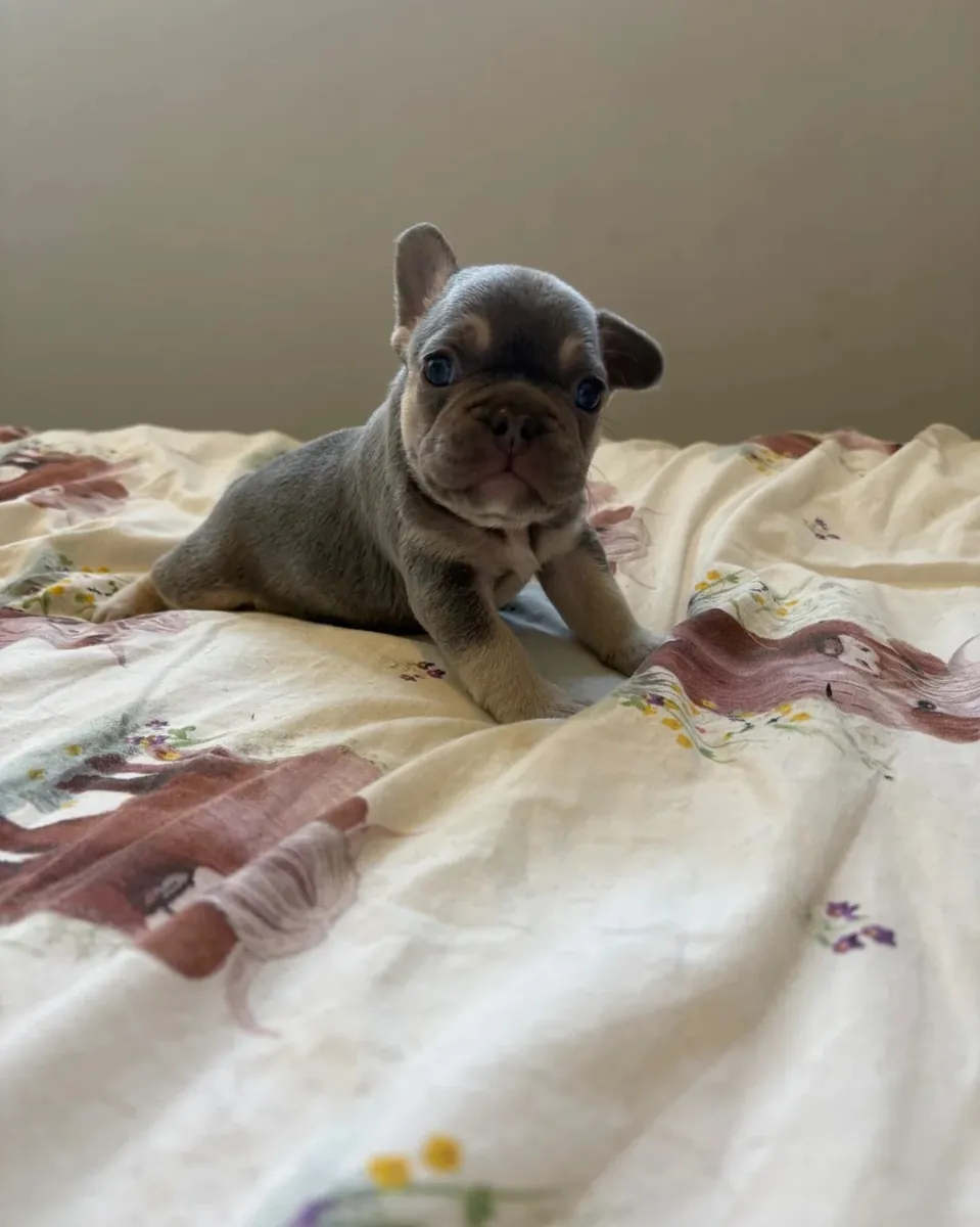 Sizin için Sevimli Fransız Bulldog Yavruları