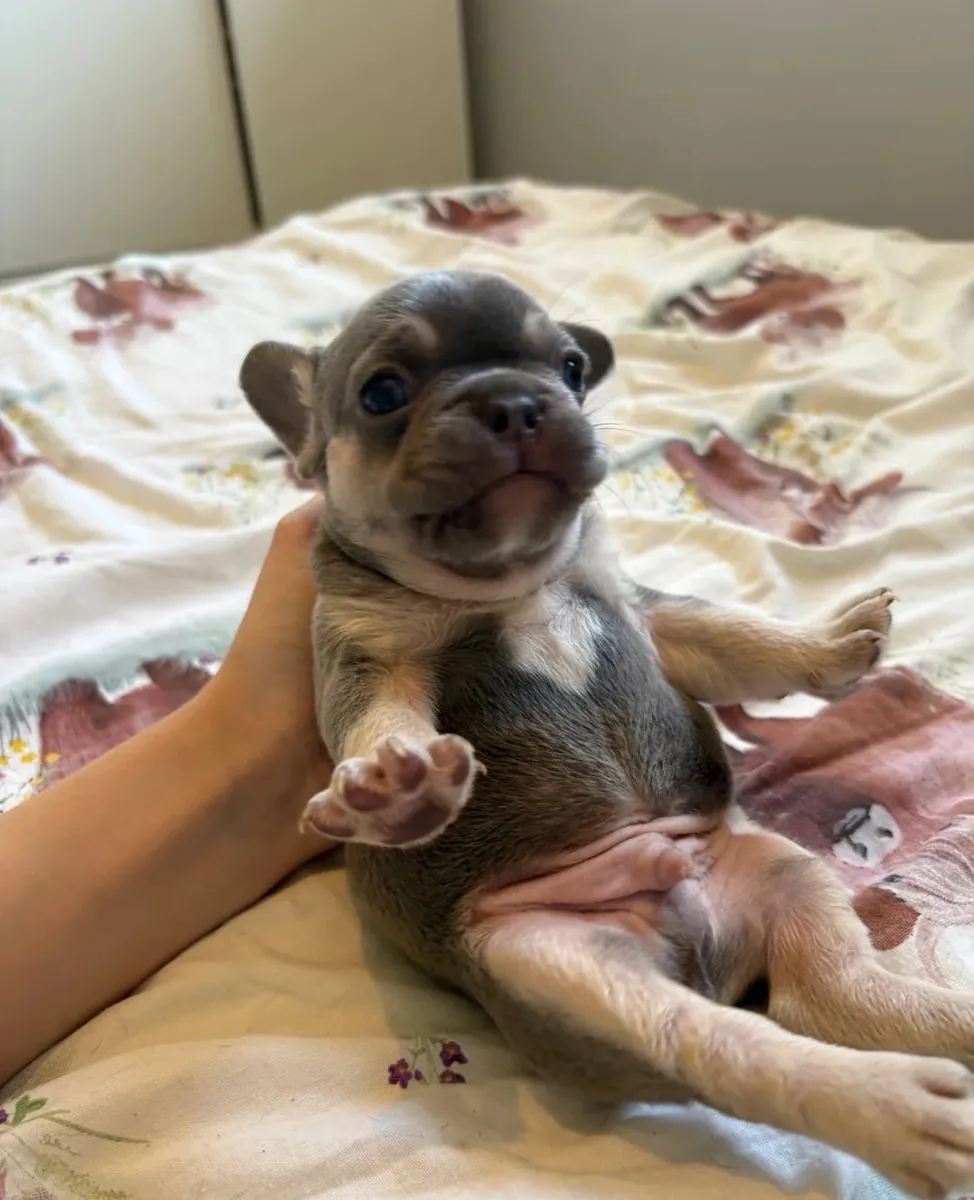 Evde Yetiştirilen Fransız Bulldogları