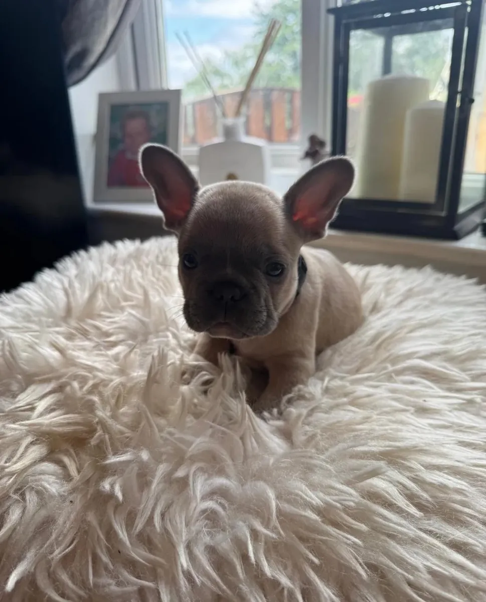AKC Kayıtlı Fransız Bulldog Yavrusu Satılık