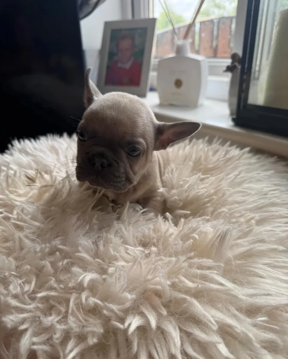 AKC Kayıtlı Fransız Bulldog Yavrusu Satılık